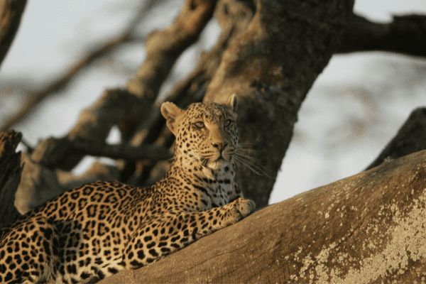 Circuit Des Lodges de Tanzanie à l'Archipel de Zanzibar, plage de Kiwengwa 2*Nouveauté 2026 2* pas cher photo 15
