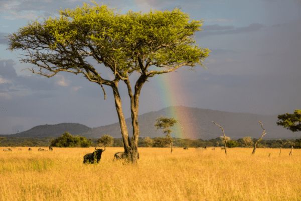 Circuit Des Lodges de Tanzanie à l'Archipel de Zanzibar, plage de Kiwengwa 2*Nouveauté 2026 2* pas cher photo 16