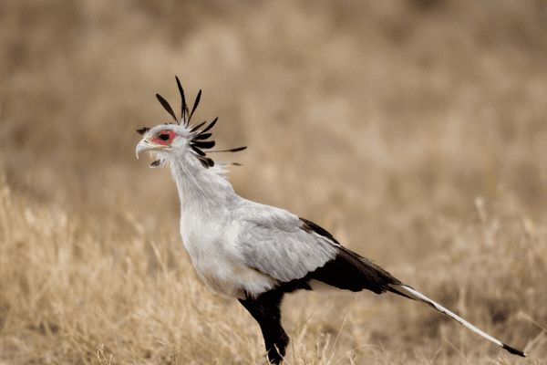 Circuit Des Lodges de Tanzanie à l'Archipel de Zanzibar, plage de Kiwengwa 2*Nouveauté 2026 2* pas cher photo 17