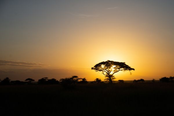 Circuit Des Lodges de Tanzanie à l'Archipel de Zanzibar, plage de Kiwengwa 2*Nouveauté 2026 2* pas cher photo 19