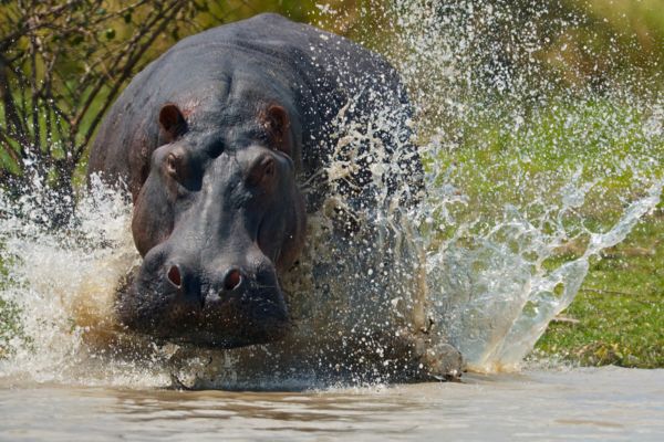 Circuit Des Lodges de Tanzanie à l'Archipel de Zanzibar, plage de Kiwengwa 2*Nouveauté 2026 2* pas cher photo 22