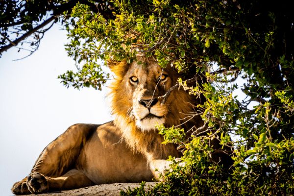 Circuit Des Lodges de Tanzanie à l'Archipel de Zanzibar, plage de Kiwengwa 2*Nouveauté 2026 2* pas cher photo 23