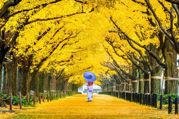 Circuit Voyage en liberté, Japon, entre histoire et nature 3* pas cher photo 17
