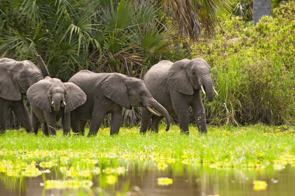Circuit De Zanzibar à Selous, Culture, Safari et Plage 4* pas cher photo 11