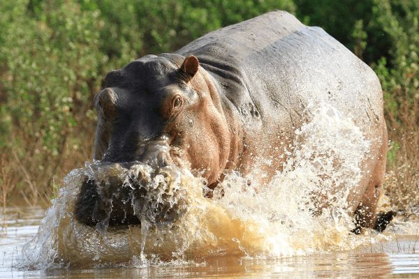 Circuit De Zanzibar à Selous, Culture, Safari et Plage 4* pas cher photo 14