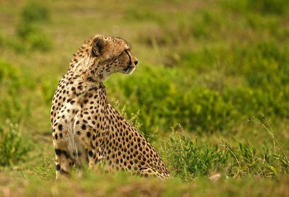 Circuit De Zanzibar à Selous, Culture, Safari Rivière et Plage 4* pas cher photo 18