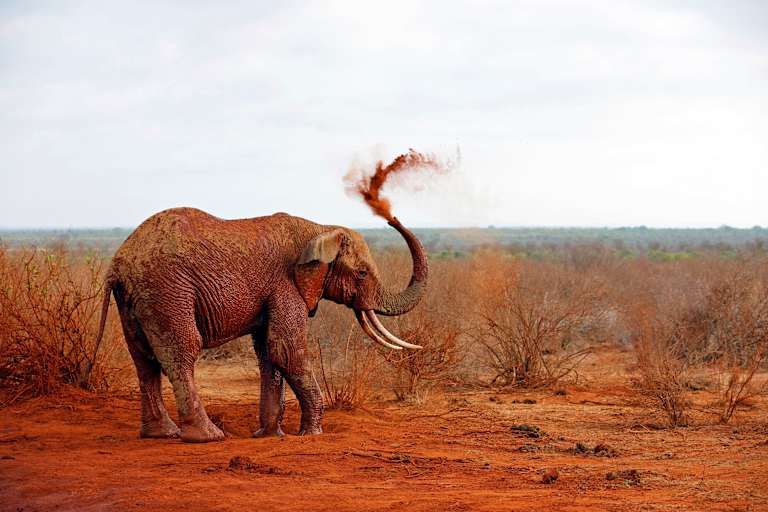 Des terres rouges de Tsavo aux eaux turquoises de Mombasa - 4* pas cher photo 2