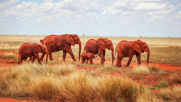 Des terres rouges de Tsavo aux eaux turquoises de Mombasa - 4* pas cher photo 5