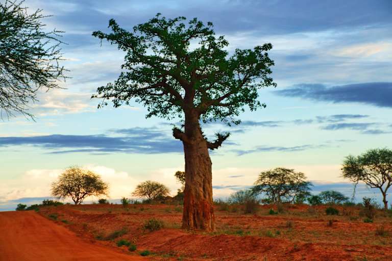 Des terres rouges de Tsavo aux eaux turquoises de Mombasa - 4* pas cher photo 13
