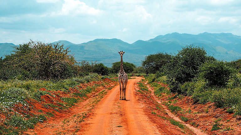 Des terres rouges de Tsavo aux eaux turquoises de Mombasa - 4* pas cher photo 15