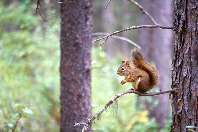 Québec & Ontario au volant - 2* pas cher