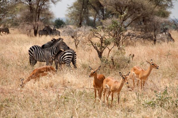 Circuit Tanzanie, Entre Faune et Sable de Matemwe en Privatif pas cher photo 13