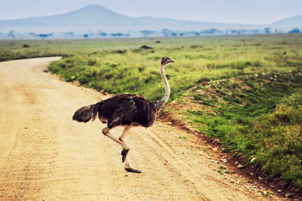 Circuit Tanzanie, Entre Faune et Sable de Matemwe en Privatif pas cher photo 15