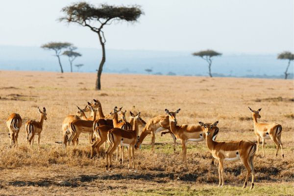 Circuit Tanzanie, Entre Faune et Sable de Matemwe en Privatif pas cher photo 17