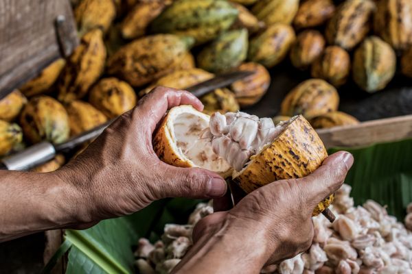 Circuit Des Légendes Aztèques à la Mer des Caraïbes pas cher photo 47