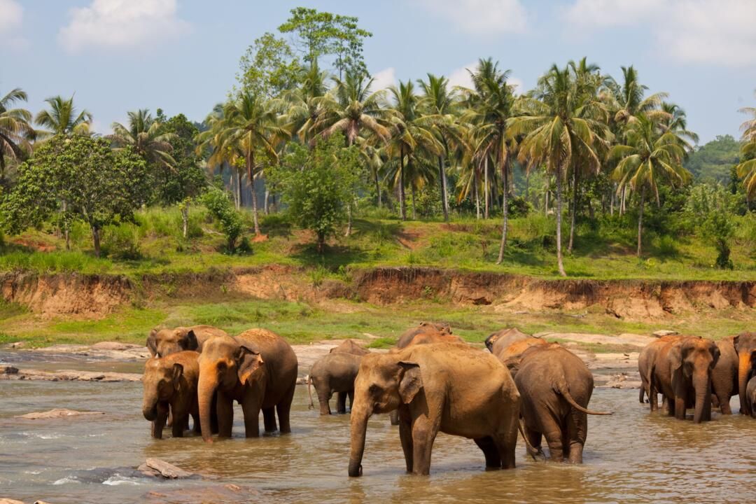 Circuit Privatif Beautés Cachées du Sri Lanka pas cher photo 3