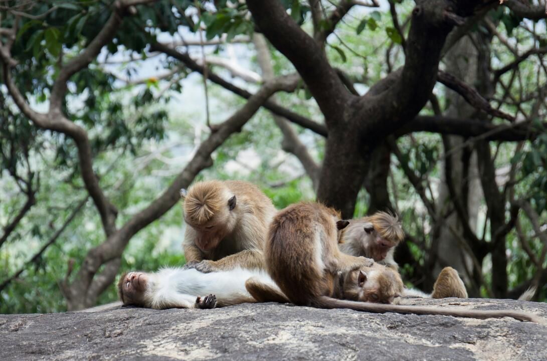 Mon Circuit Privé Beautés Cachées du Sri Lanka pas cher photo 1