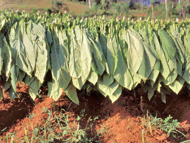 Circuit Couleur Café pas cher photo 12