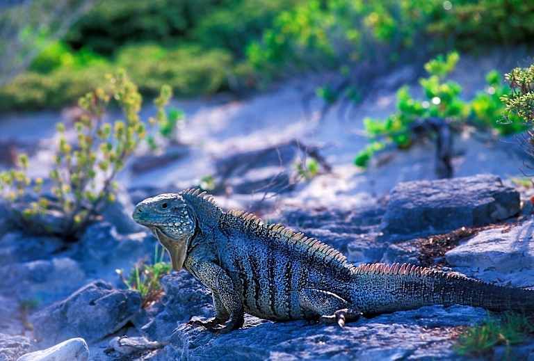 Circuit Couleur Café pas cher photo 19