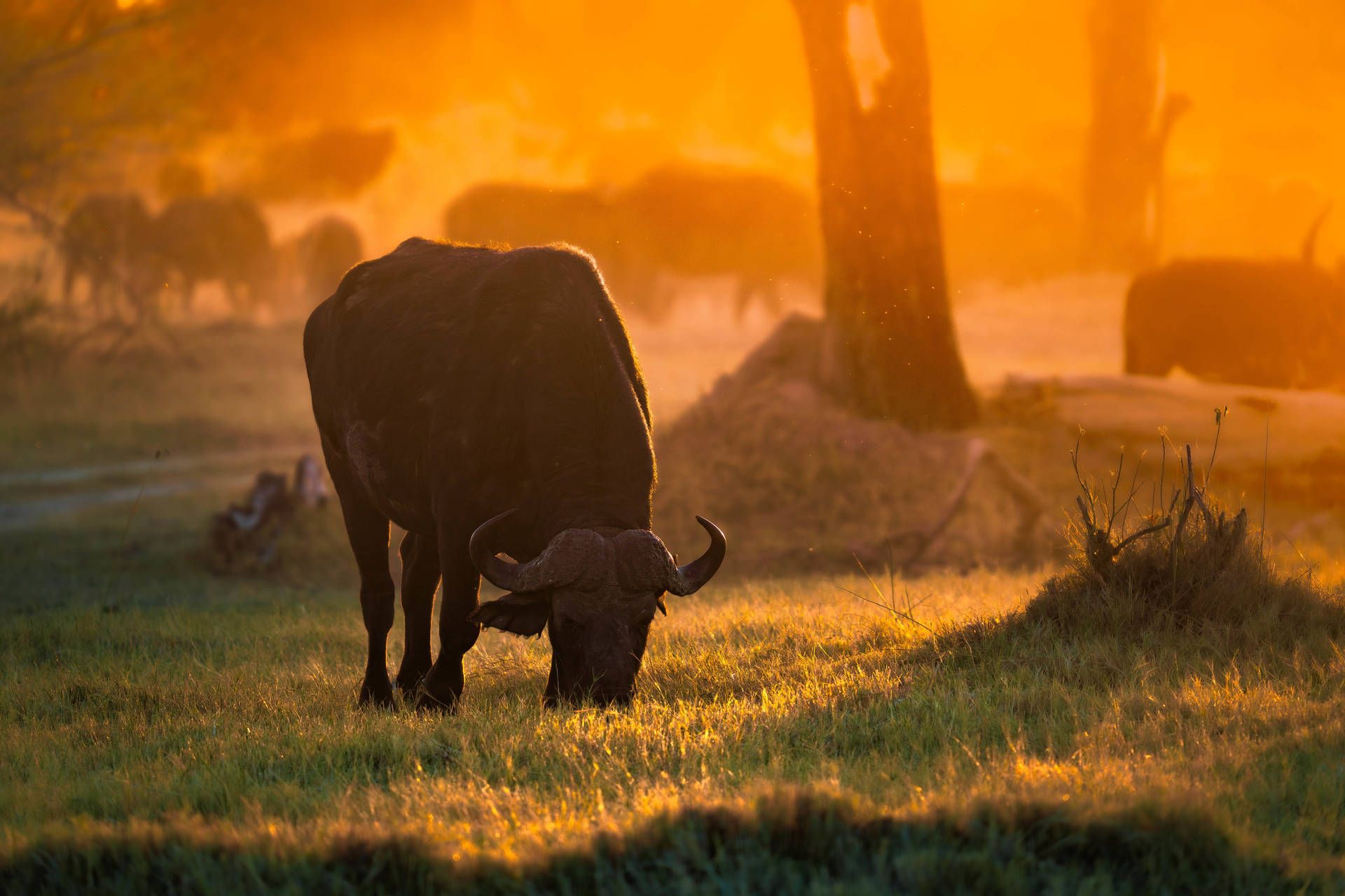 Circuit Légendes du Cap et de la savane 4* pas cher photo 9