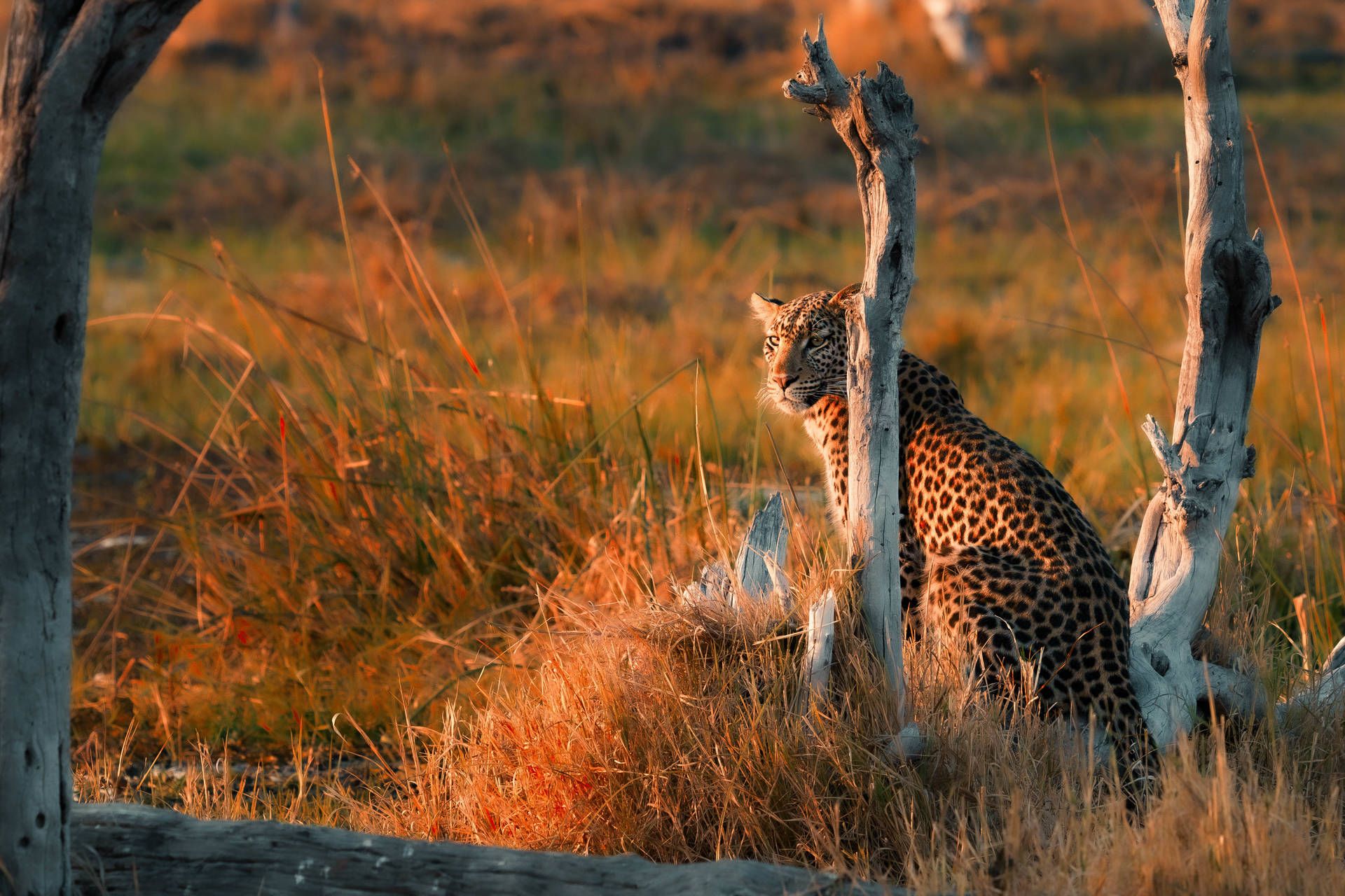 Circuit Légendes du Cap et de la savane 4* pas cher photo 15