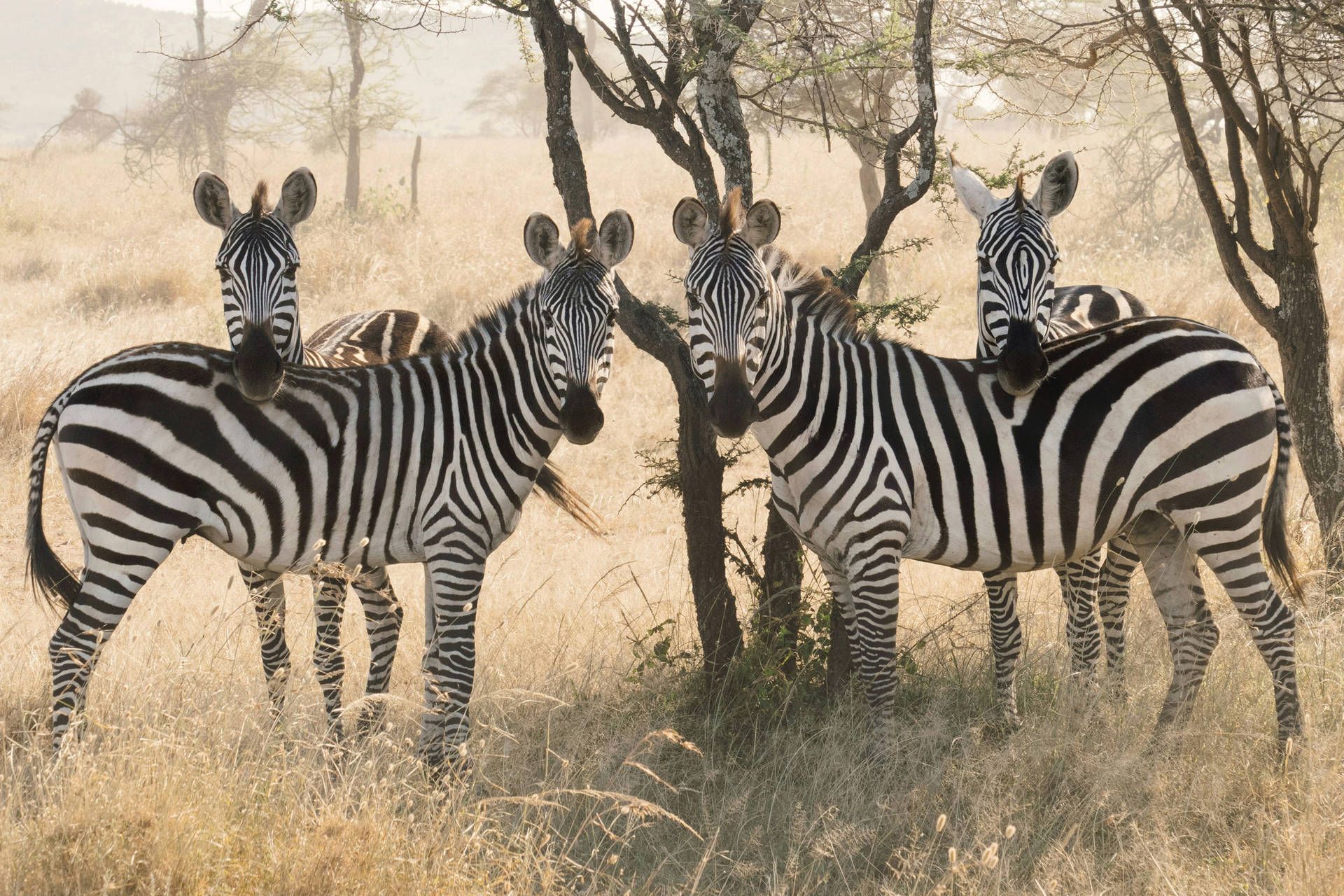 Circuit Terres d'Afrique Australe : de Kruger à Chobe 4* pas cher photo 17