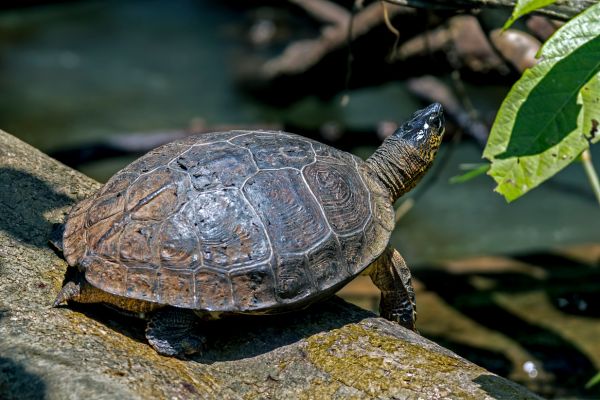 Circuit Costa Rica : Au Coeur des Volcans et de Tortuguero pas cher photo 31