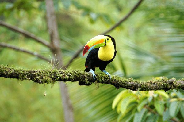 Circuit Costa Rica : Au Coeur des Volcans et de Tortuguero pas cher photo 38