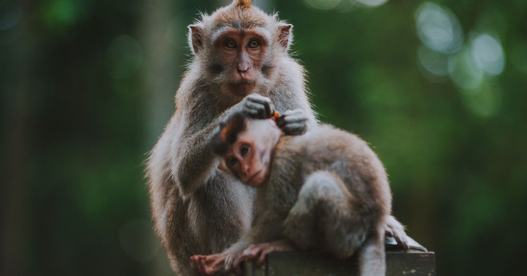 Circuit Privatif Echappée Balinaise pas cher photo 6