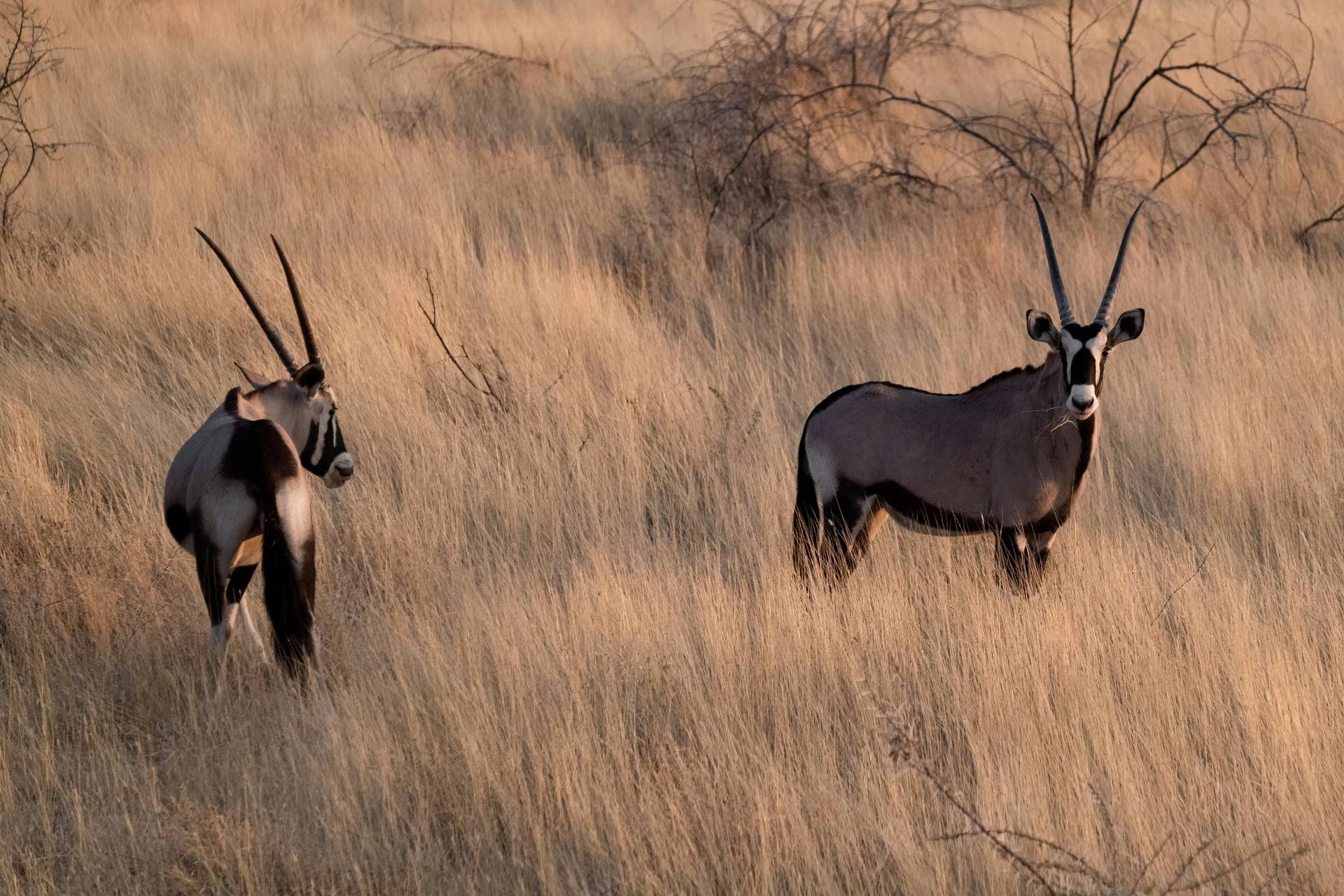 Autotour Sur les routes de Namibie 4* pas cher photo 12