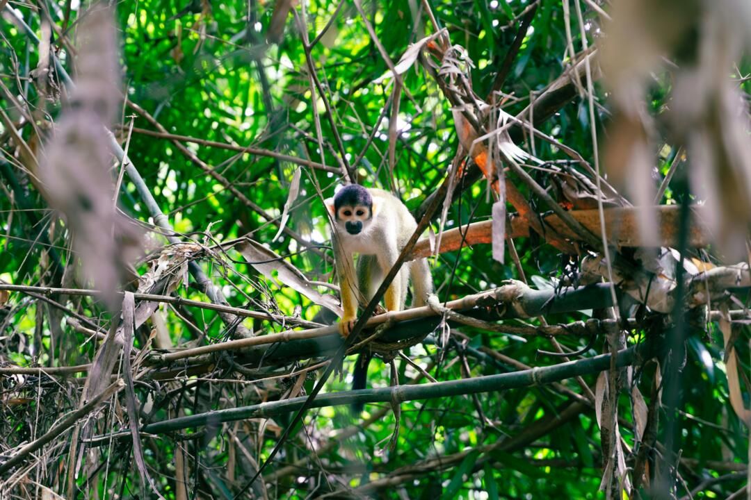Circuit Privatif Héritage Péruvien et extension Amazonie 3* ou 4* pas cher photo 20
