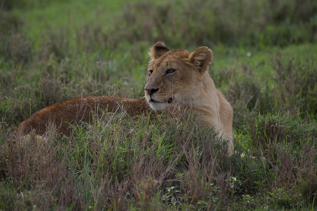 Safari Privatif Aventure Tanzanienne pas cher photo 12