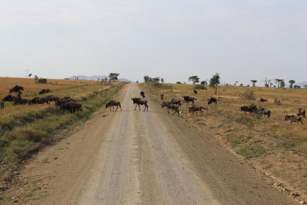 Safari Privatif Aventure Tanzanienne pas cher photo 14