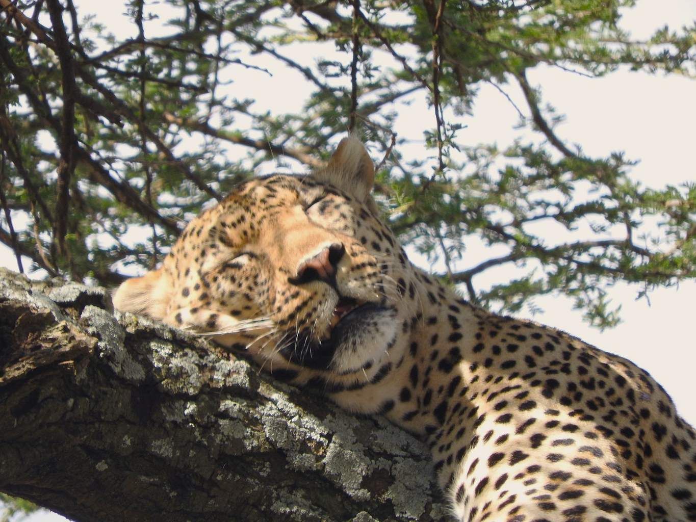 Safari Privatif Aventure Tanzanienne pas cher