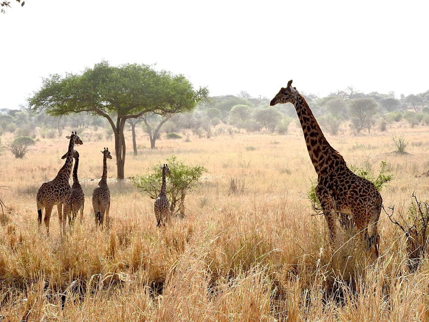 Safari Privatif Aventure Tanzanienne pas cher photo 2