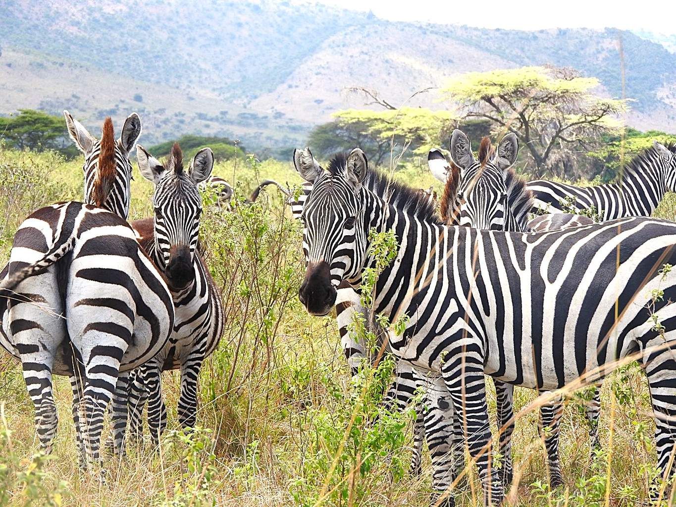Safari Privatif Aventure Tanzanienne pas cher photo 4