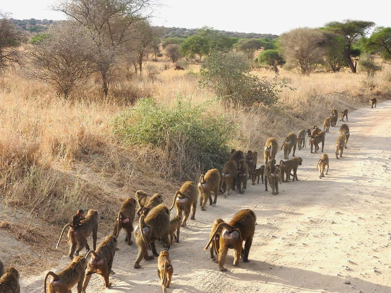 Safari Privatif Aventure Tanzanienne pas cher photo 5