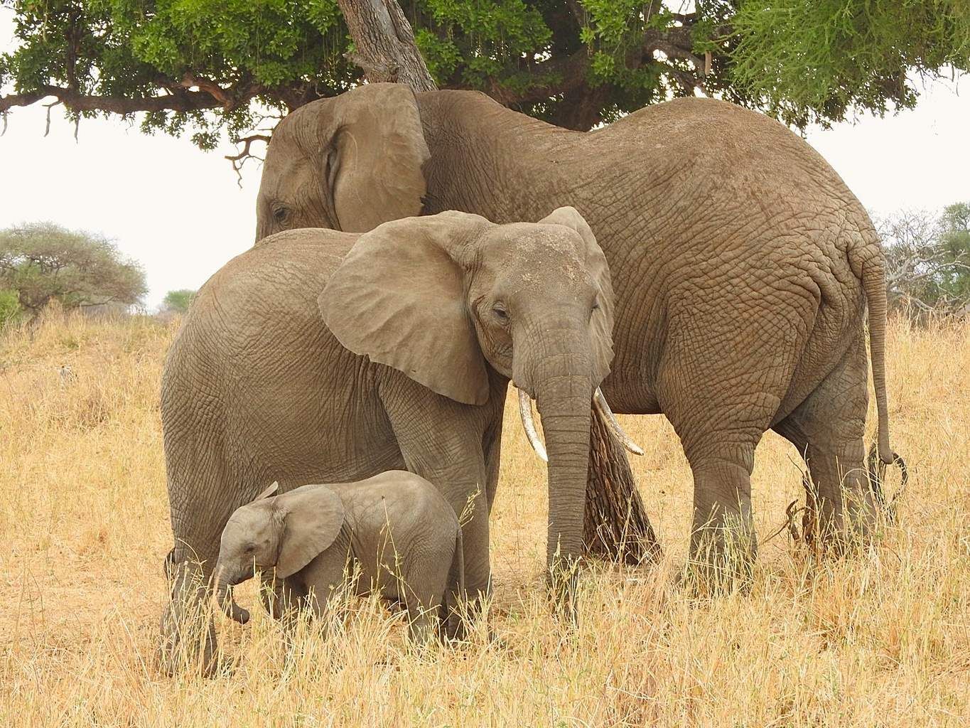Safari Privatif Aventure Tanzanienne pas cher photo 9