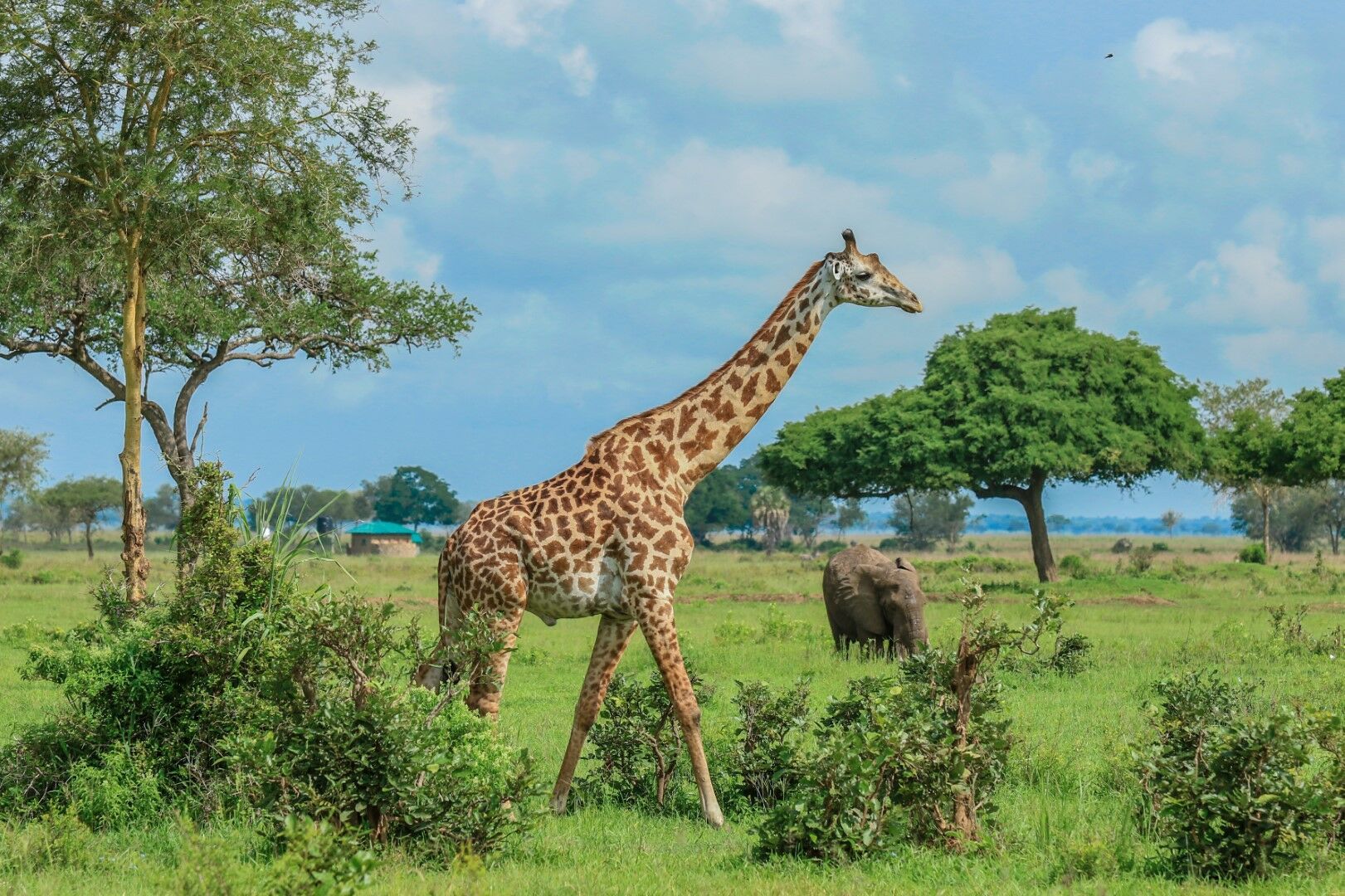 Safaris à Saadani & Balnéaire à Zanzibar 9J/7N - 2026 pas cher photo 6