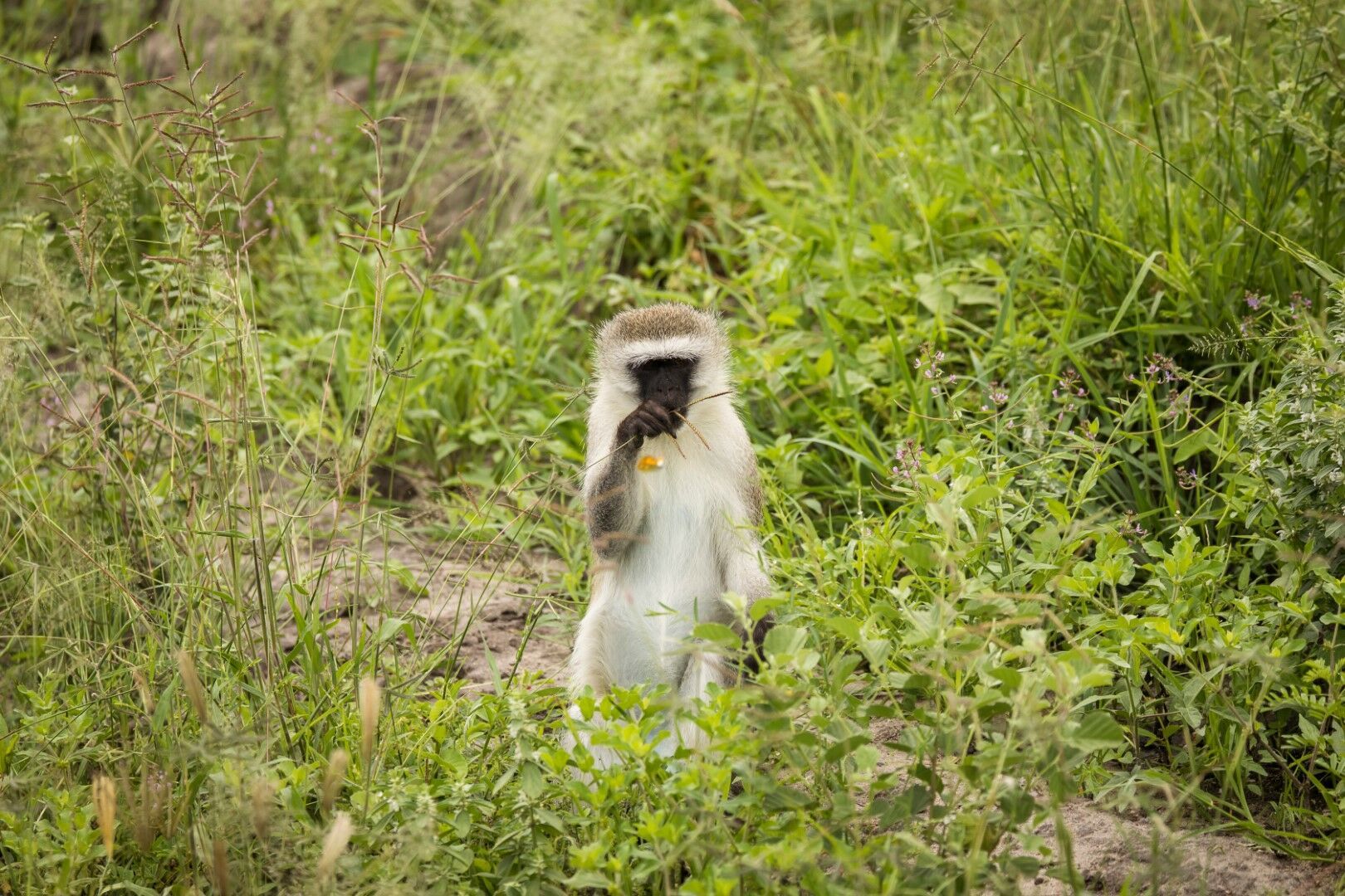 Safaris à Saadani & Balnéaire à Zanzibar 9J/7N - 2026 pas cher photo 9