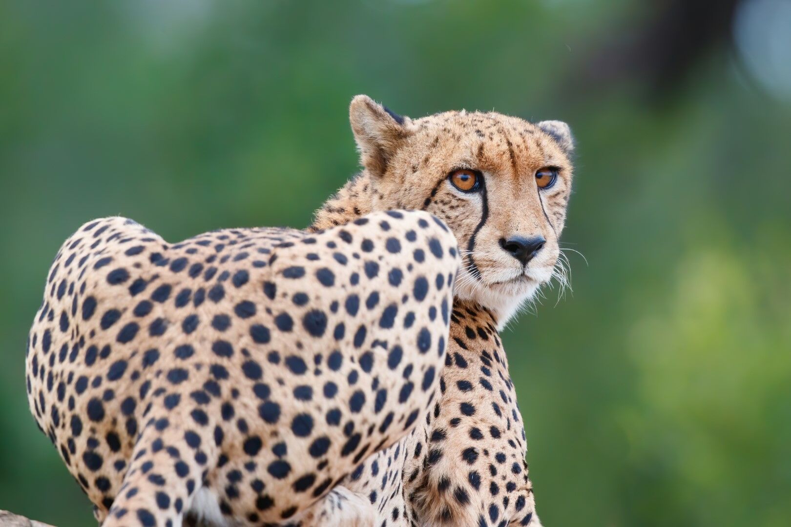 Sur la route : Safaris & Canyon Sud-Africains - 9J/6N pas cher photo 3