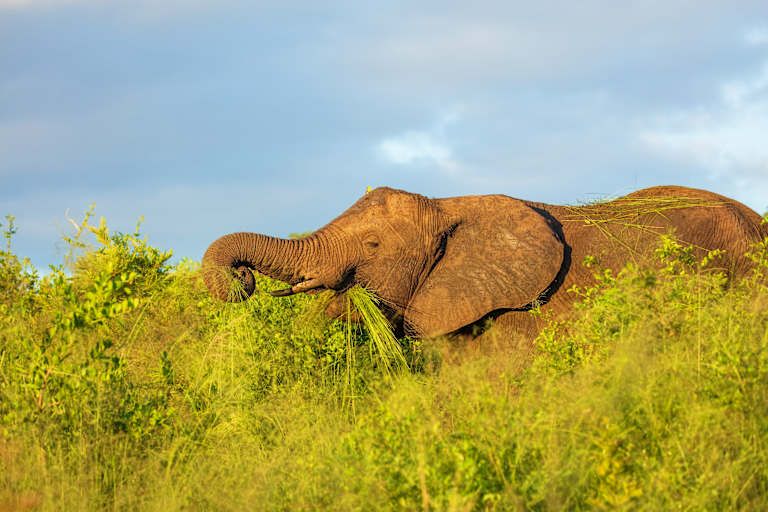 Sur les routes de l'Afrique du Sud, pays de l'arc-en-ciel - 3* pas cher photo 9