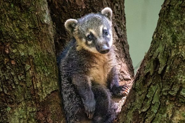 Circuit Brésil, Entre Samba et Caïpirinha pas cher photo 6