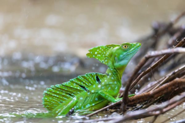 Circuit Naturellement Costa Rica pas cher photo 20