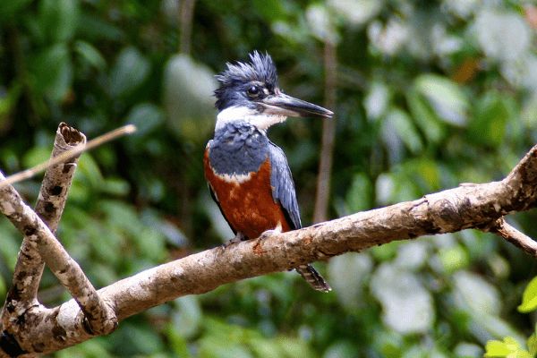 Circuit Naturellement Costa Rica & Jungle de Tortuguero pas cher