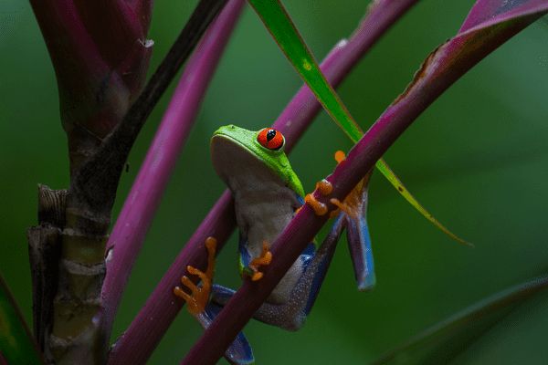 Circuit Naturellement Costa Rica & Jungle de Tortuguero pas cher photo 32