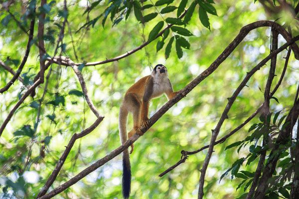 Circuit Naturellement Costa Rica & Jungle de Tortuguero pas cher photo 33