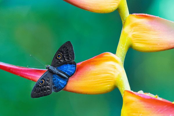 Circuit Naturellement Costa Rica & Parc de Manuel Antonio pas cher photo 28