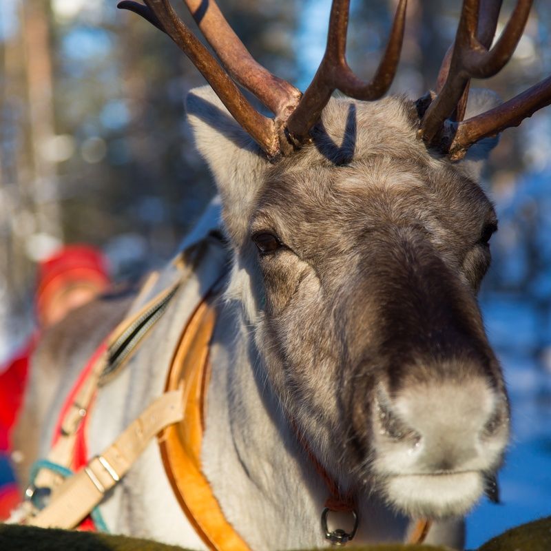 Séjours Activités à la carte Hôtel à Suomu pas cher photo 9