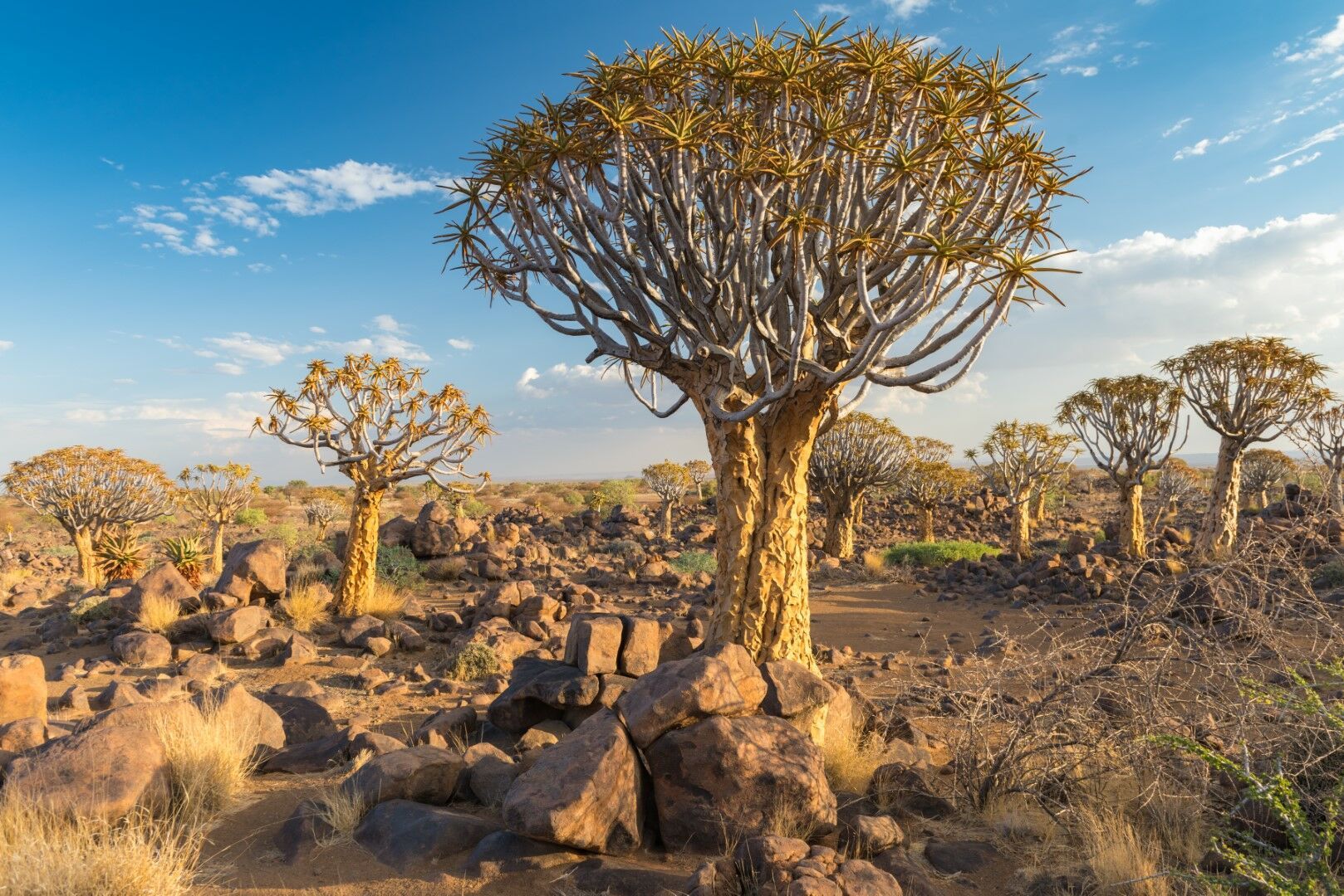Couleurs de Namibie et Chutes Victoria - 17J/14N - Limité à 8 pers. par véhicule - 2026 pas cher photo 4